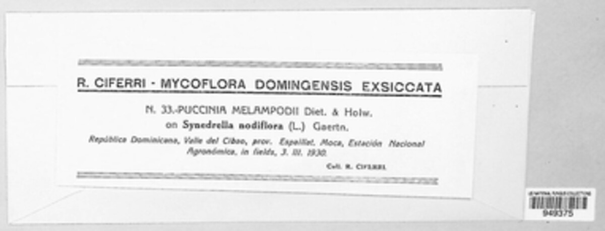 Puccinia melampodii image